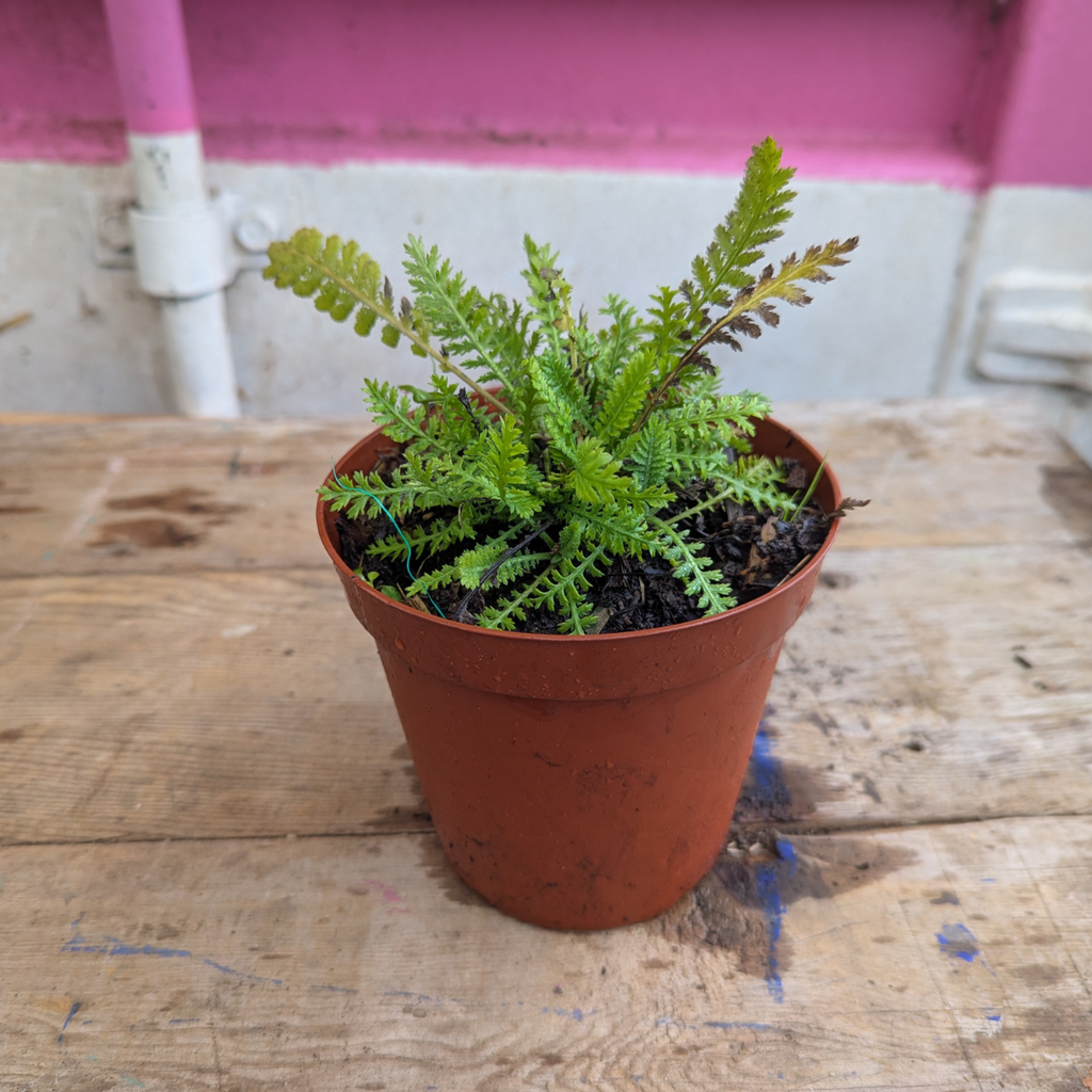Achillea (Achillea millefolium)