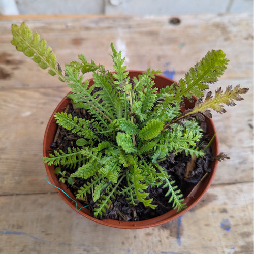Achillea (Achillea millefolium)