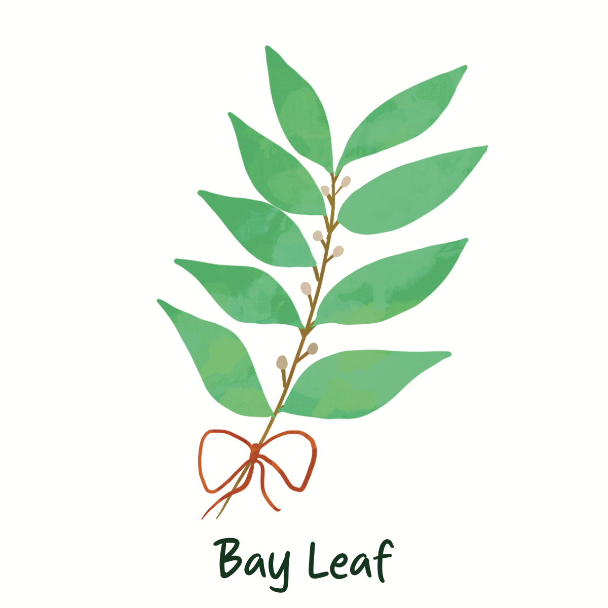 Chemical Free Bay Leaf
