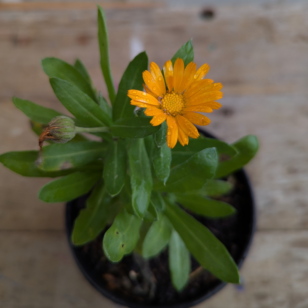 Calendula (Calendula officinalis)