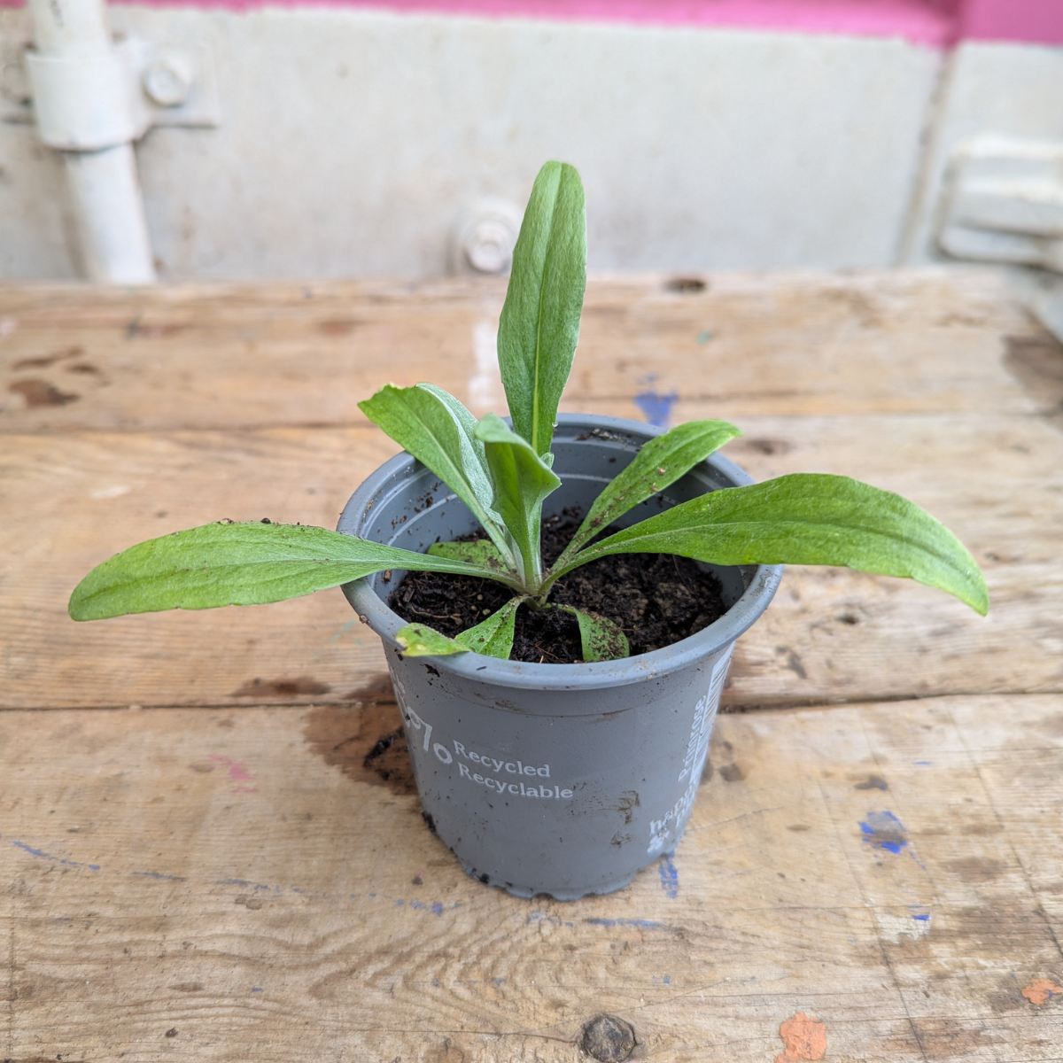 Cornflower (Centaurea Cyanus)