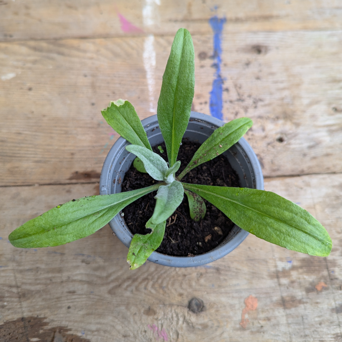 Cornflower (Centaurea Cyanus)