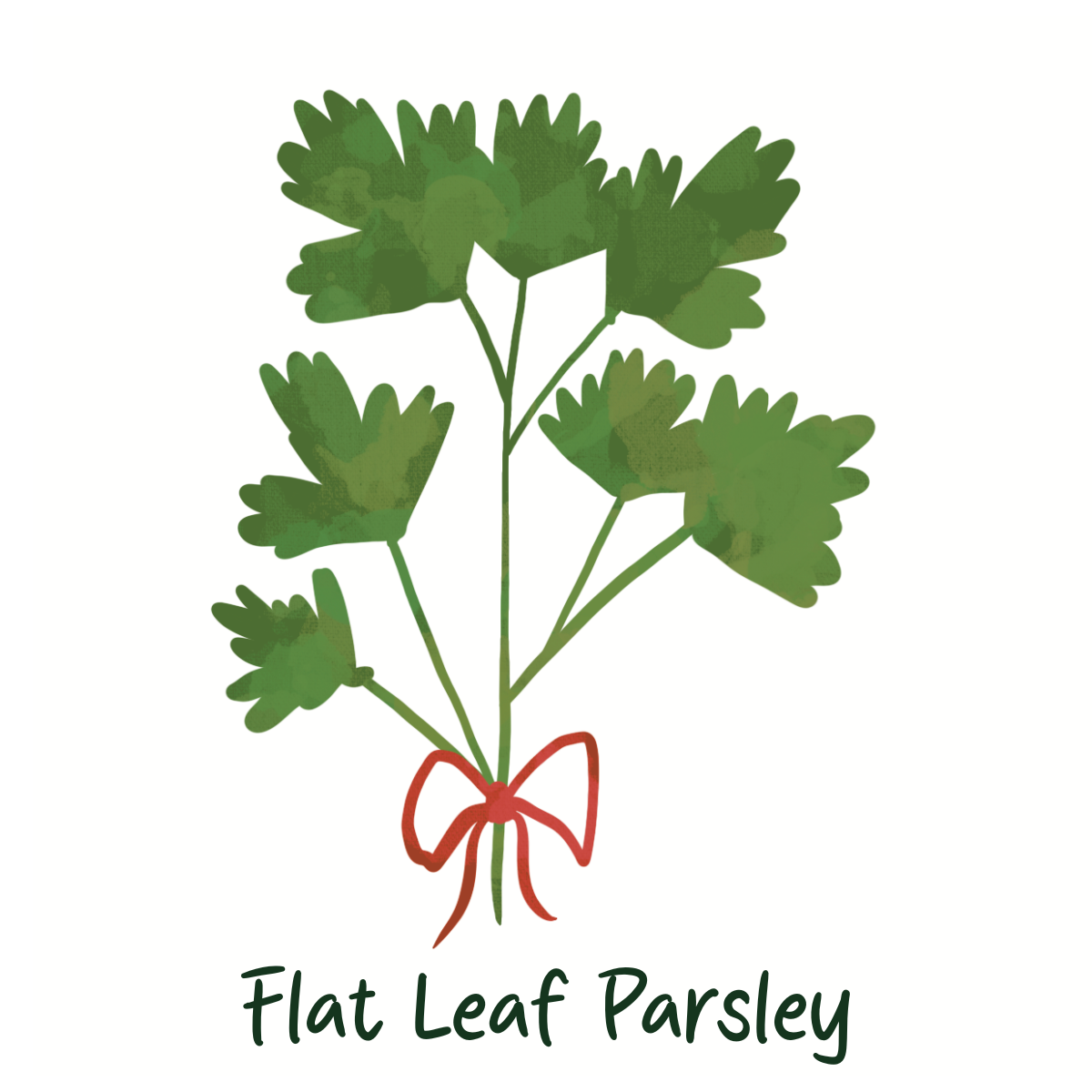 Chemical Free Flat Leaf Parsley