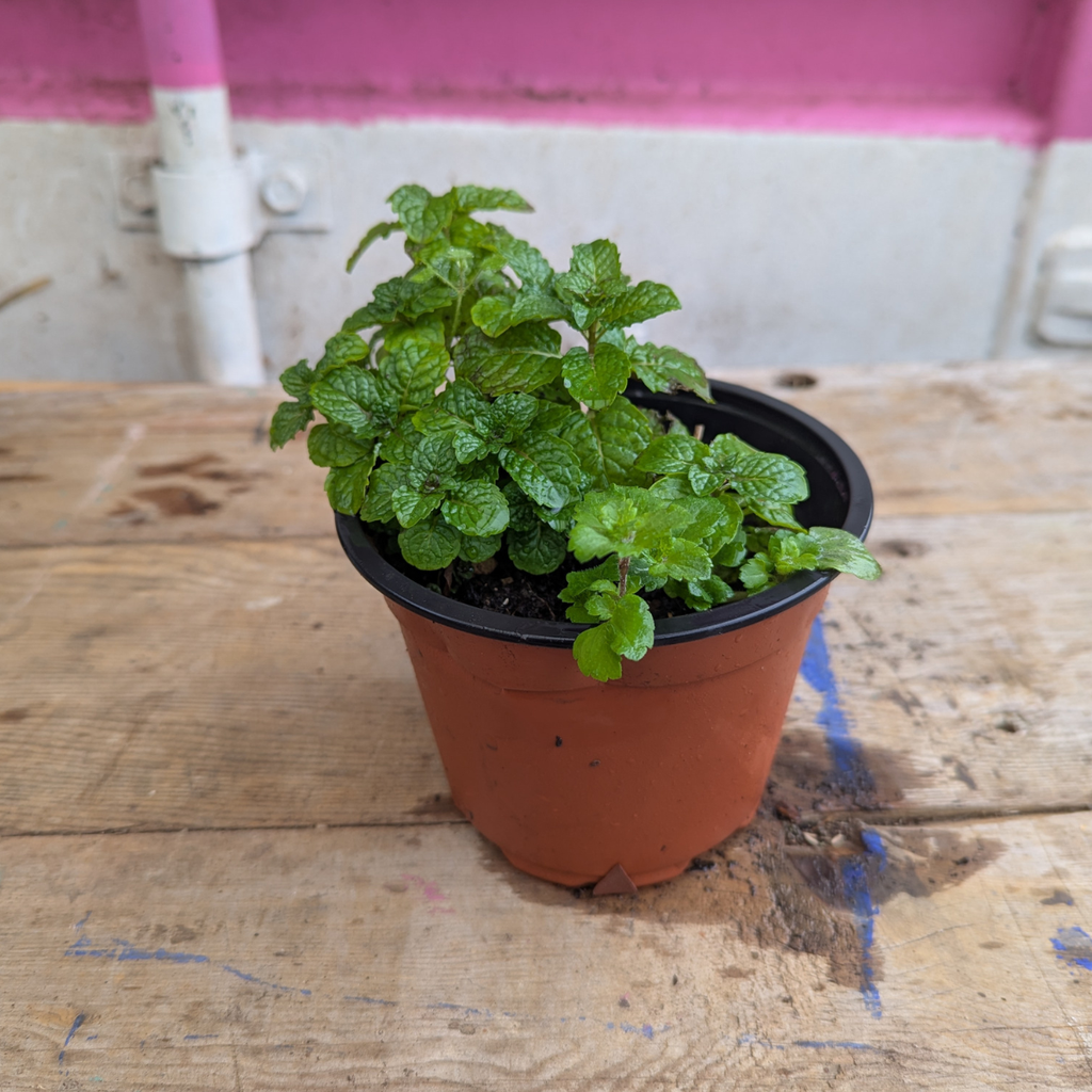 Mint (Mentha)