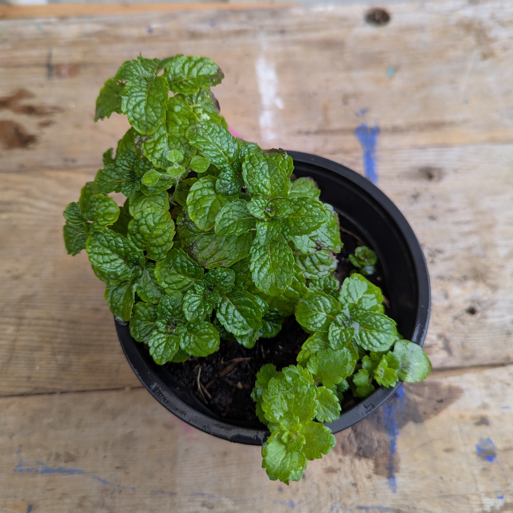 Mint (Mentha)