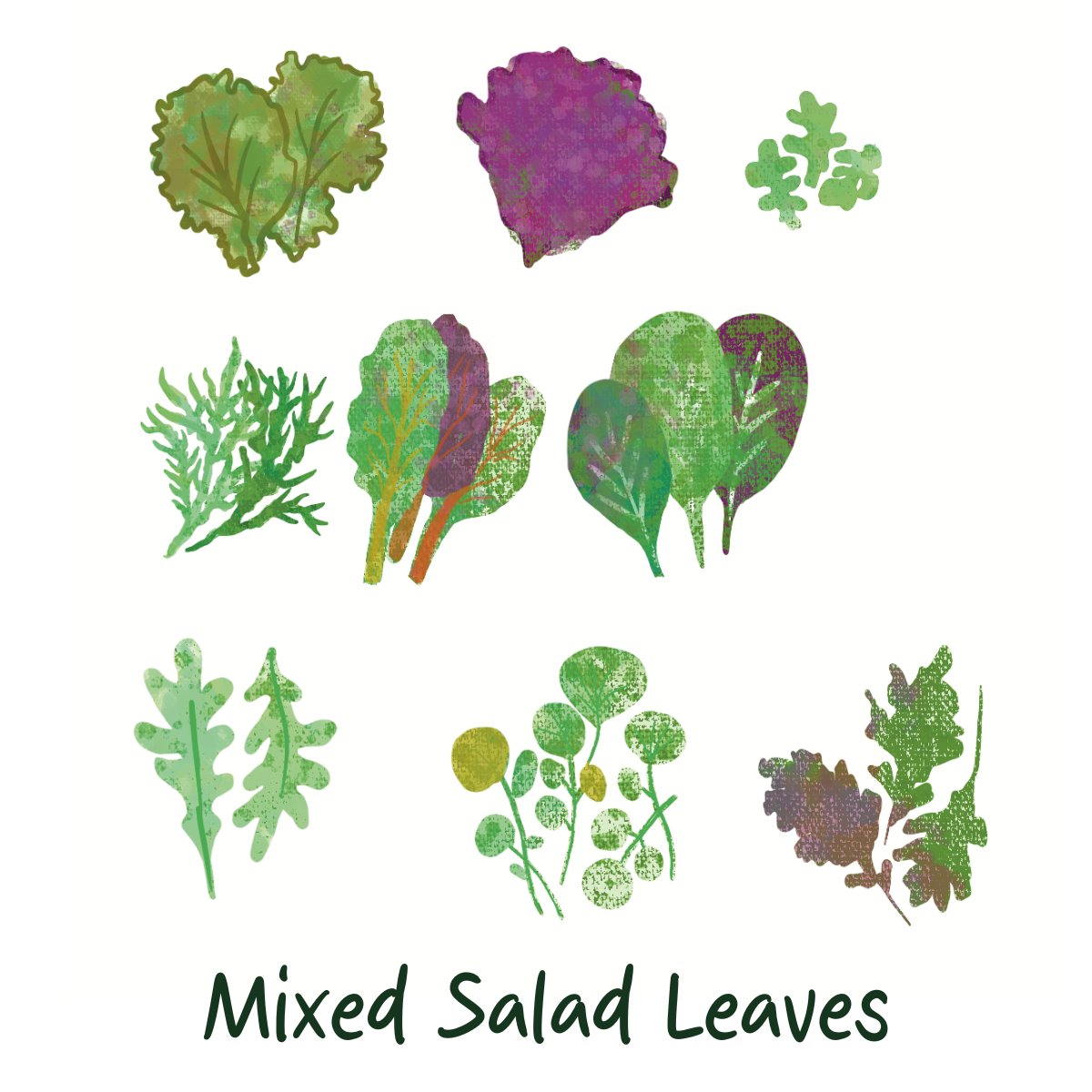 Chemical Free Mixed Salad Leaves