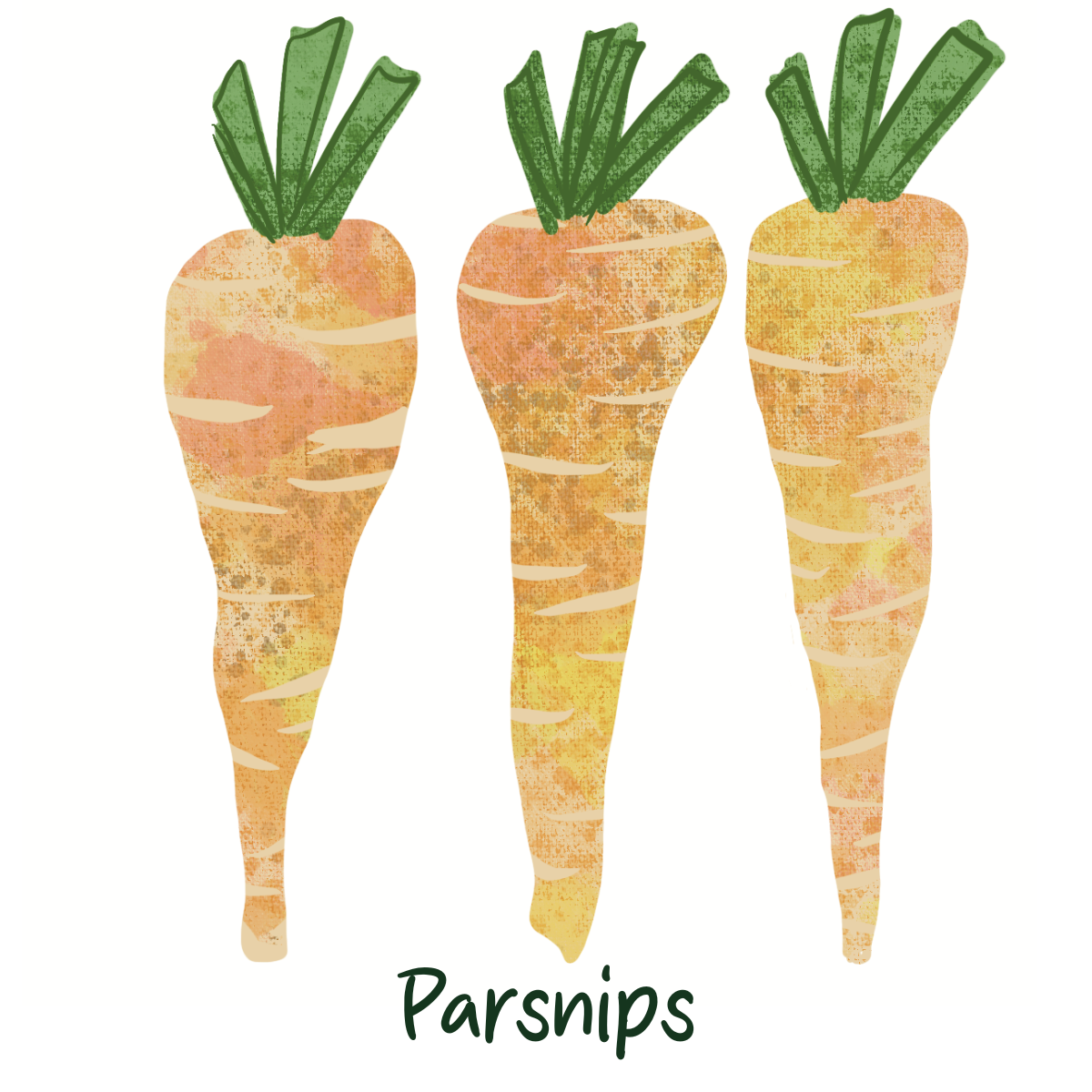 Organic Parsnips