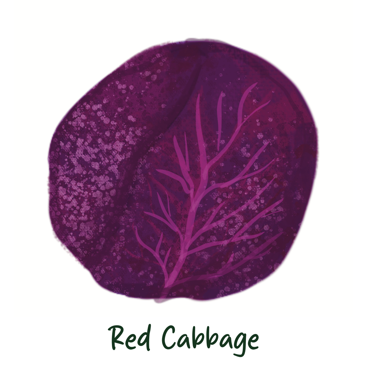 Organic Red Cabbage