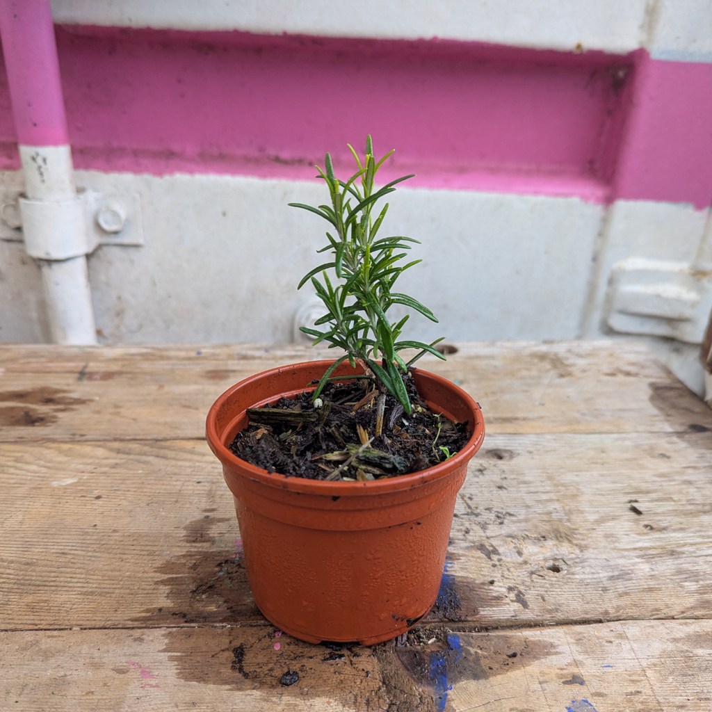 Rosemary (Salvia rosmarinus)