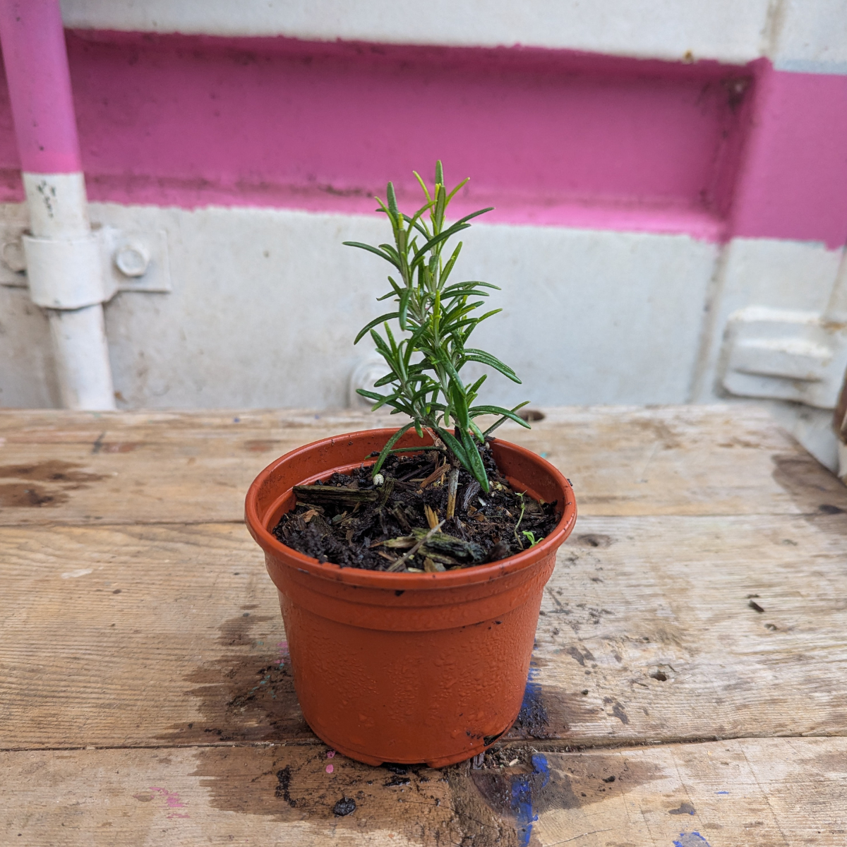 Rosemary (Salvia rosmarinus)