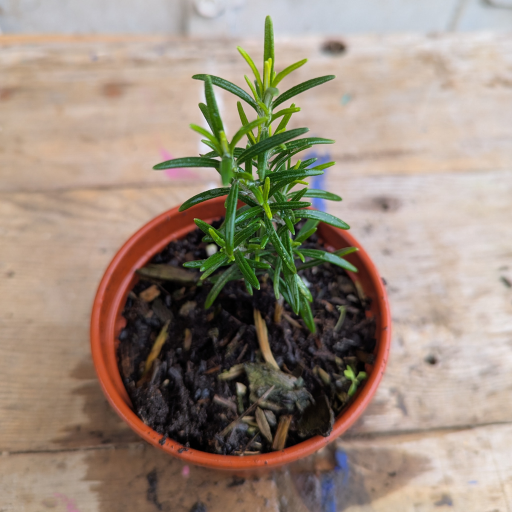Rosemary (Salvia rosmarinus)