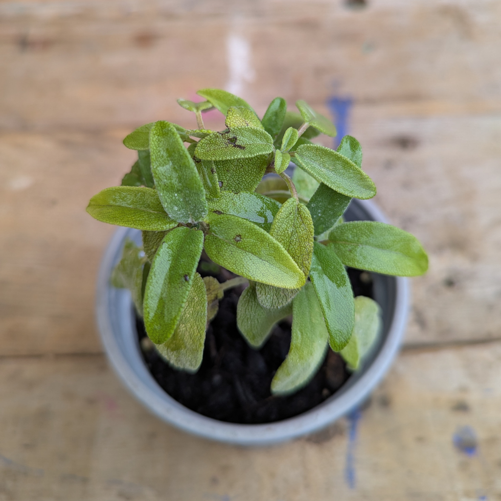 Sage (Salvia Officinalis)