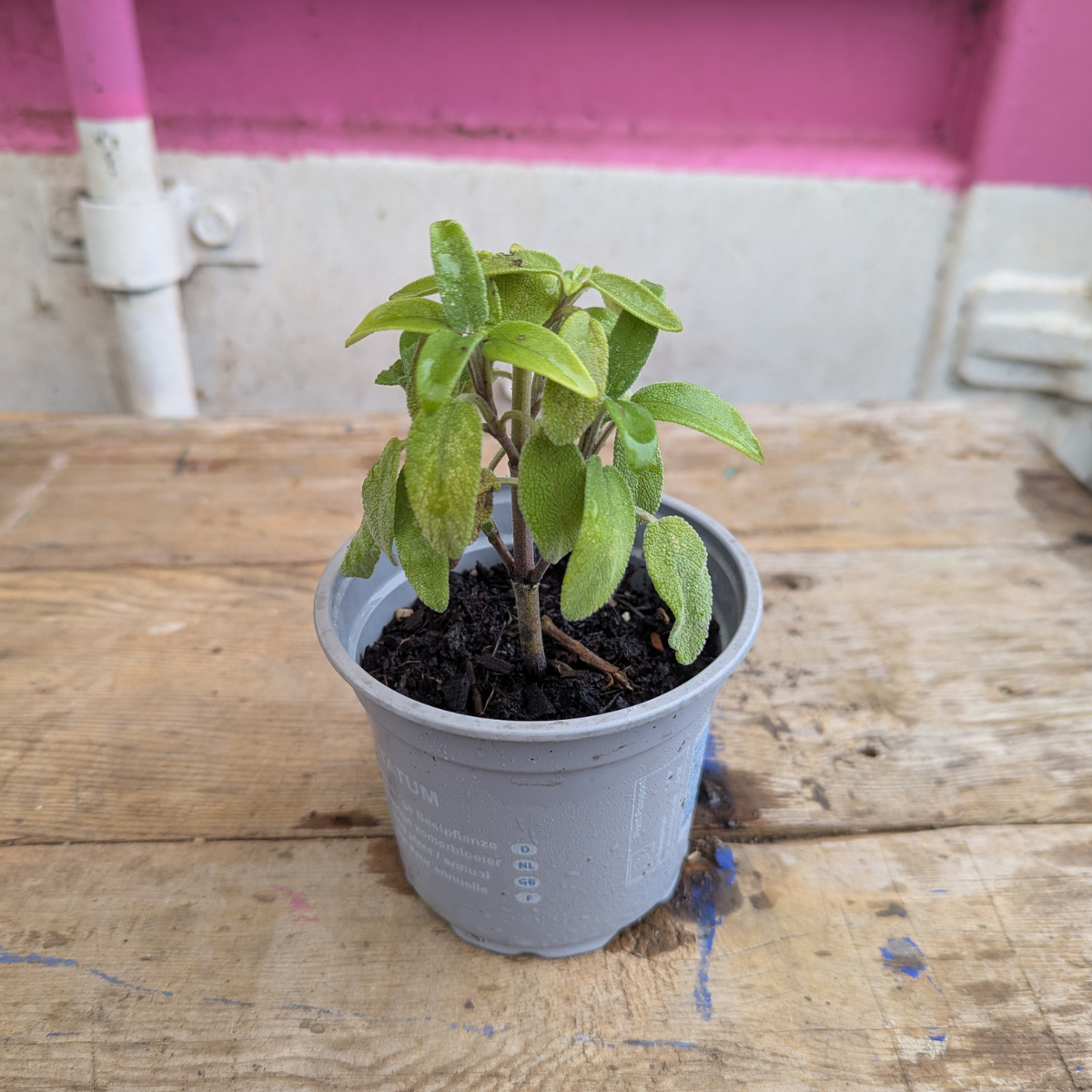 Sage (Salvia Officinalis)