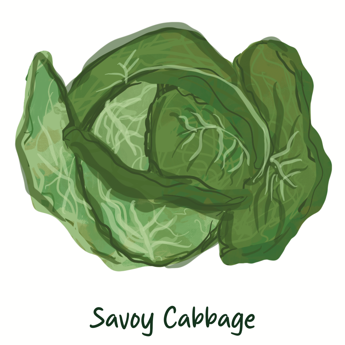 Organic Savoy Cabbage
