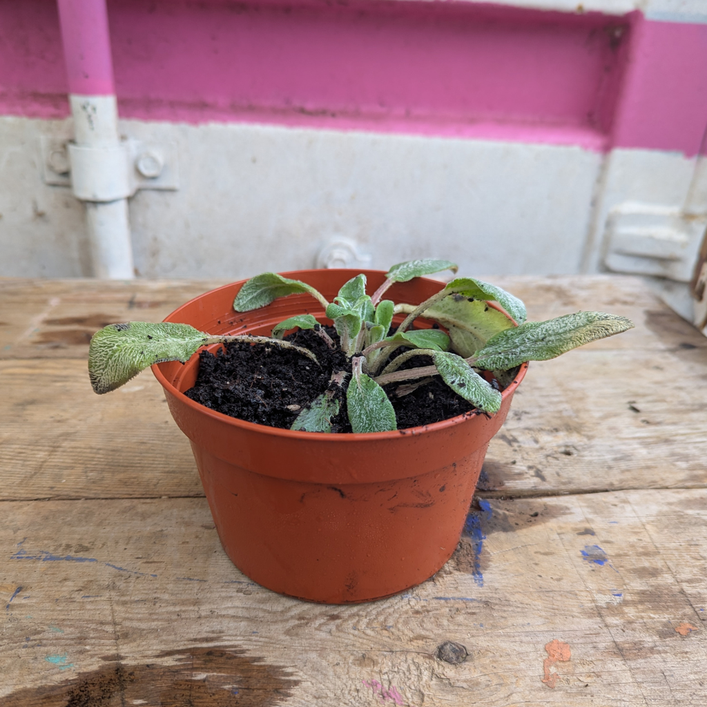 Lamb's ear (Stachys byzantina)