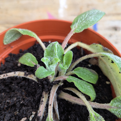 Lamb's ear (Stachys byzantina)